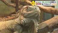 日本の夏が快適なイグアナ、200年生きるカメも…40種類の爬虫類などが暮らす「スネークハウス」【愛媛発】