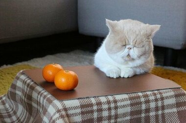 ネコ好きに愛されて6,000箱突破!日本初となる猫専用こたつ付きみかんが、鶏肉屋から生まれるまで。「猫と、こたつと、思い出みかん」の開発秘話。