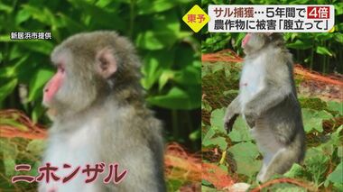 「一口だけかじって捨てて…」サルによる農作物被害の瞬間 一番効果ある対策は