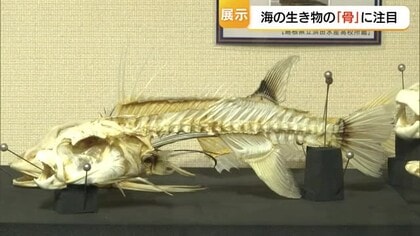 リュウグウノツカイの骨格も…アクアスで初の“骨”が主役の特別展　触れる骨で海の生き物を学ぶ（島根）