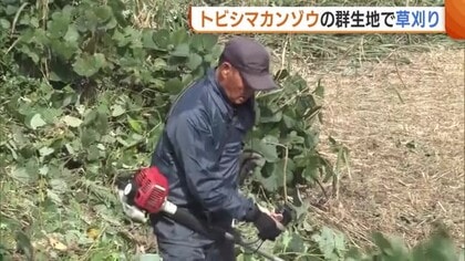 新潟・佐渡市 来夏に向け“トビシマカンゾウ”群生地で草刈り作業「良い花を満開にしたい」