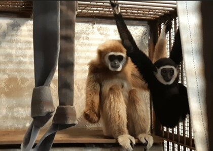 「単独飼育なのに出産」テナガザルの謎が2年越しに判明…4頭いた父親候補、ポイントは“9mmの穴”!?現在の“父子”関係を聞いた