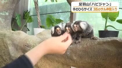 手のひらサイズのサル「コモンマーモセット」新たに3匹が仲間入り　体長わずか20センチで世界最小　福井市の足羽山公園遊園地