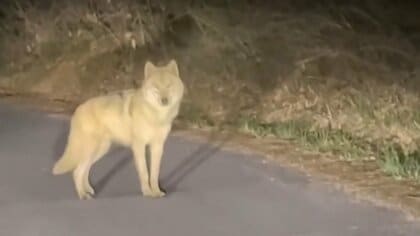 オオカミが動物園から脱走　1週間以上「捕獲作戦」続く　警察などの包囲網も突破　韓国