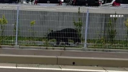 クマが学校給食センター敷地に出没　小学校は児童900人余りを保護者に引き渡し　岩手・盛岡市