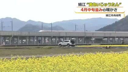 一面の“黄色いじゅうたん”と走り抜ける北陸新幹線　鯖江市舟枝町で菜の花が見頃…コメ作りの肥料として農家が栽培　4月20日頃まで