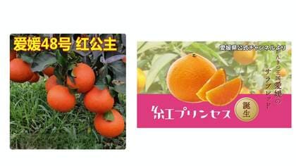 「怒りを超えてあきれる」愛媛の“ブランドみかん”中国に流出か　通販サイトの苗木販売業者「枝を買って接ぎ木」「本物かは分からない」