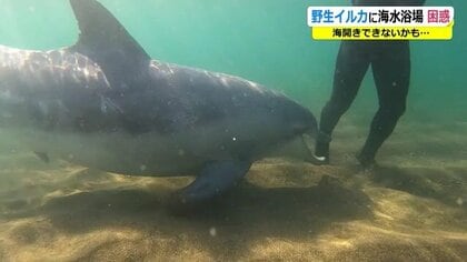 かわいいだけではない…骨折の可能性も 野生イルカが住み着く海水浴場が苦渋の決断【福井発】