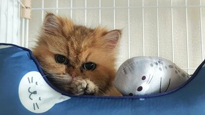 数十万の治療費に米より高い療養食「でも迎えて幸せ」心を閉ざした“シャーシャー猫”が抱っこのぬくもりを知るまで