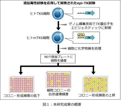 化学物質のゲノム毒性を簡便・定量的に測る新規試験法を開発~化学物質リスク評価の新たなアプローチ~