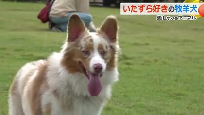 びっくりする程“やんちゃ”　明るく陽気なオーストラリアンシェパードのフィルーくん　きょうも先輩ワンコと“ワンプロ”　福井