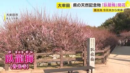県の天然記念物「臥龍梅」が開花　“臥せた龍”に似た全長24メートルの梅　2月末～3月初めに見頃　福岡・大牟田市