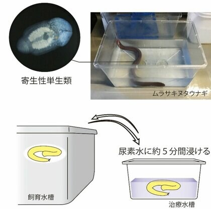 【沖縄美ら海水族館】「サメの人工羊水」を応用した新たな魚類寄生虫の駆除法を開発