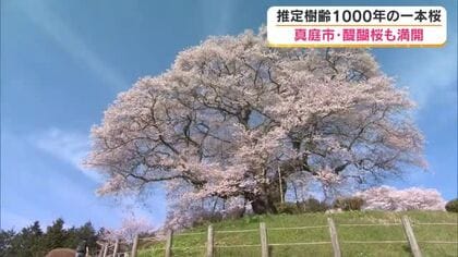 推定樹齢１０００年の醍醐桜、ついに満開　周囲を回ってしまうほど威風堂々な姿は夜桜でも【岡山・真庭市】