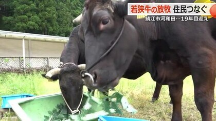 若狭牛が生んた“地域住民の絆”　鳥獣害対策で始まったウシの放牧　鯖江市河和田地区で11月上旬まで　【福井】　