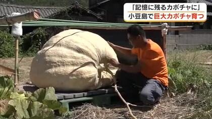 「日本一どでカボチャ大会」を前に…小豆島に移住の男性が記憶に残るカボチャを目指して栽培中【香川】