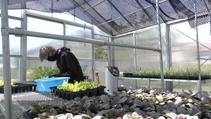 大好きな植物で多くの人を笑顔に！　農園立ち上げ「観葉植物の苗」栽培に挑む新米農家【秋田発】