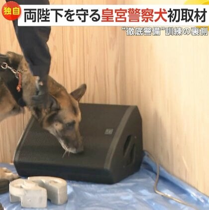 【独自】両陛下を守る“皇宮警察犬”密着取材！爆発物嗅ぎ分けるジャーマン・シェパードのカペル号（5）「無事に行事を終えられた時にほっとする」