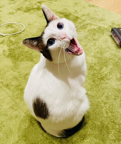 あくび」を全力で褒め続けたら“見せにくる”ようになった猫にキュン
