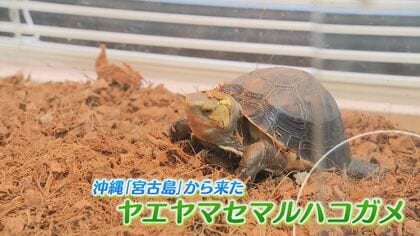 天然記念物なのに厄介者…生態系破壊する希少カメ 身近に潜む“危険な