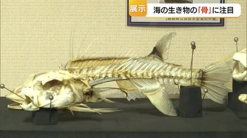 リュウグウノツカイの骨格も…アクアスで初の“骨”が主役の特別展　触れる骨で海の生き物を学ぶ（島根）