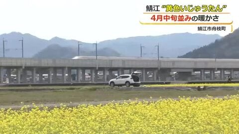 一面の“黄色いじゅうたん”と走り抜ける北陸新幹線　鯖江市舟枝町で菜の花が見頃…コメ作りの肥料として農家が栽培　4月20日頃まで