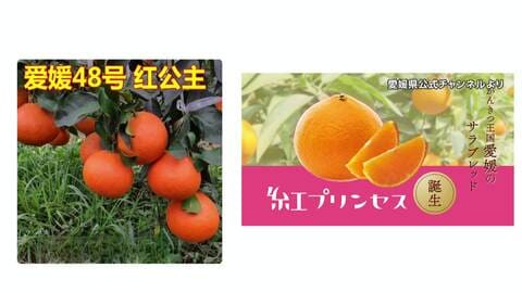 「怒りを超えてあきれる」愛媛の“ブランドみかん”中国に流出か　通販サイトの苗木販売業者「枝を買って接ぎ木」「本物かは分からない」