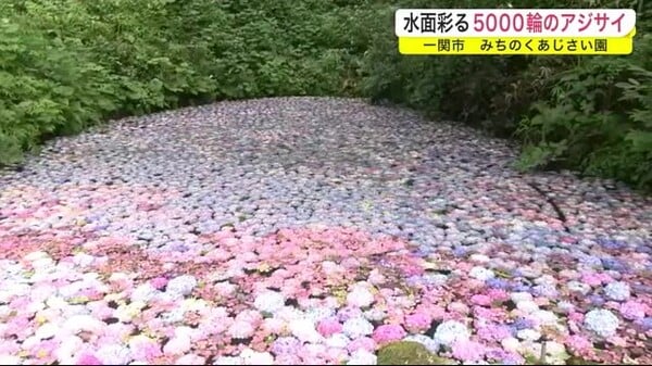 ５０００輪のアジサイが浮かぶ池　梅雨の季節に彩り＜岩手・一関市＞