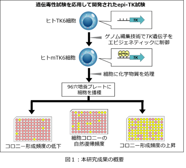 化学物質のゲノム毒性を簡便・定量的に測る新規試験法を開発～化学物質