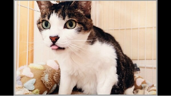 子猫様確認用 天皇ご一家の飼い猫「みー」が息を引き取る 愛子さまが名付け親…