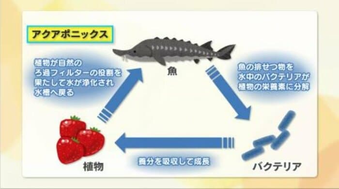 持続可能な循環型農法「アクアポニックス」