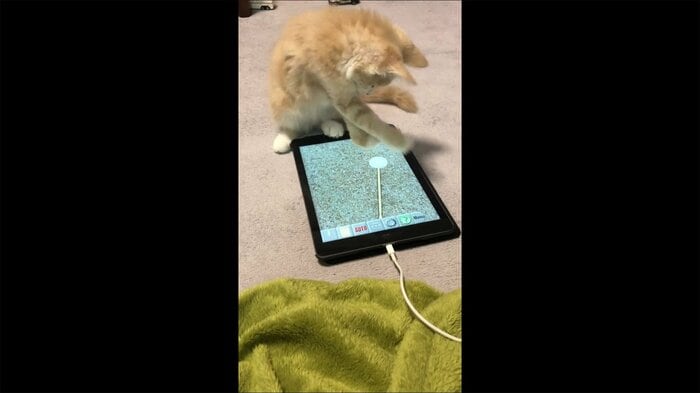画面の猫じゃらしに触ろうとしている