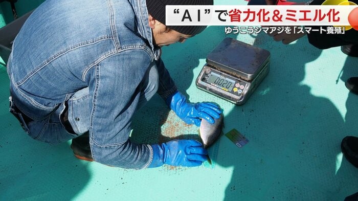 シマアジを水揚げして計測(画像提供:CAC)