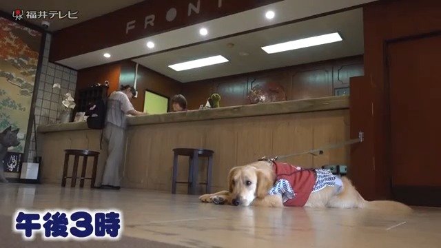 浴衣を着てフロントでお客さんを待つ音くん