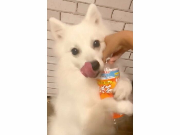 提供:ぽぽさん