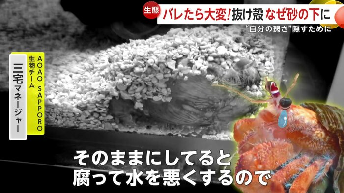 殻を没収されたヤドカリ(提供:AOAO SAPPORO)