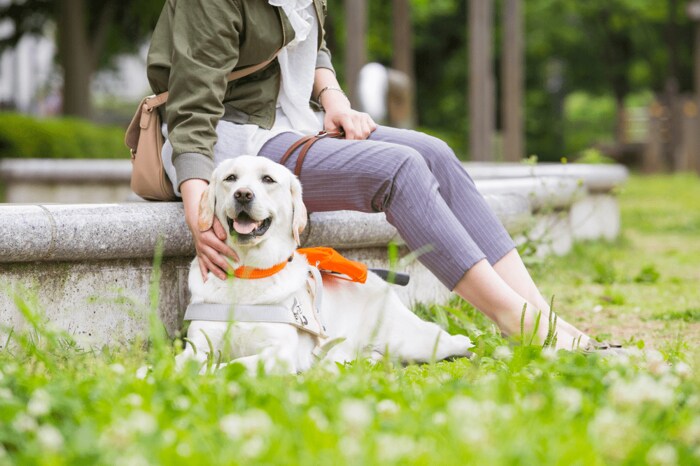 写真提供:日本盲導犬協会