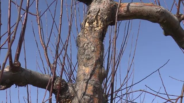 温暖化の影響を受けるリンゴの木