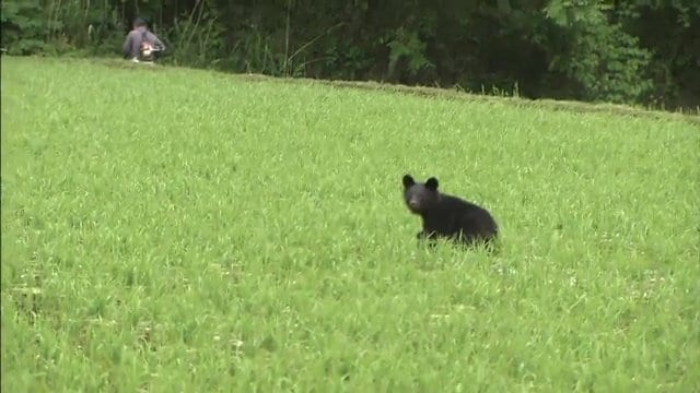 資料:福島県で目撃されたクマ