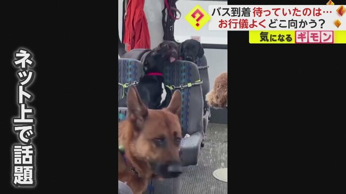 お友達かな?しっぽを振り、顔をなめ合って挨拶