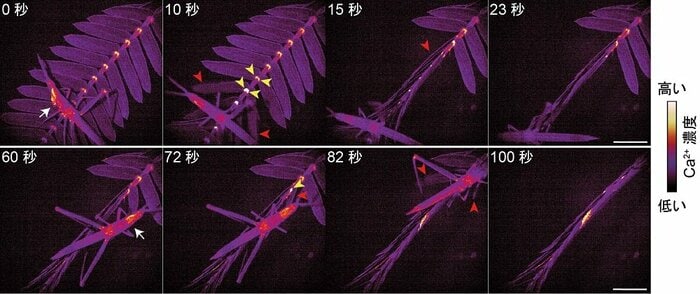バッタの食害によって起こるシグナルと葉の高速運動(画像提供:埼玉大学 豊田正嗣教授)