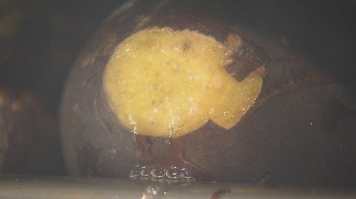 もう一度オーブンで焼くと、芋の中から蜜がにじみ出る