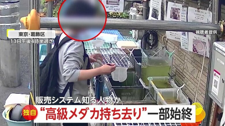 【独自】「楊貴妃」「カガミ鱗」“高級メダカ”を盗む女…無人店で平日昼間に堂々と網ですくい持ち帰り用ペットボトルに　東京・葛飾区｜FNNプライムオンライン
