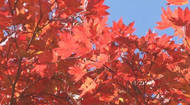 信州見頃の紅葉　牛と紅葉　水面に映る紅葉　七色の大カエデ　渓谷と紅葉　おすすめスポット　秋深まる長野県｜FNNプライムオンライン