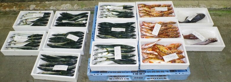 「水揚げ乏しく…」未認可エリアでメバルやサバなど合計1万5545円相当を違法に採取した疑い　漁師の男(72)を書類送検　新潟海上保安部｜FNNプライムオンライン