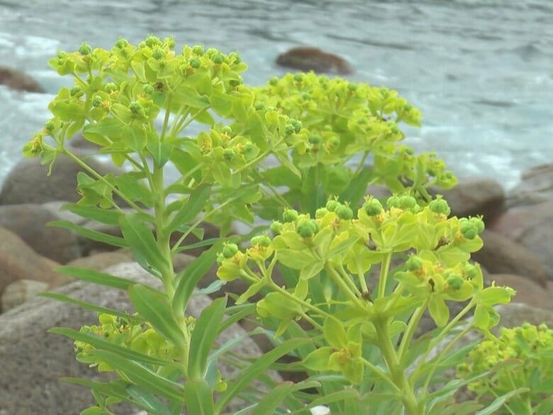 潮風に揺れる鮮やかな黄色の花…三重県熊野市で珍しい『イワタイゲキ』が花を咲かせる 県の準絶滅危惧種｜FNNプライムオンライン