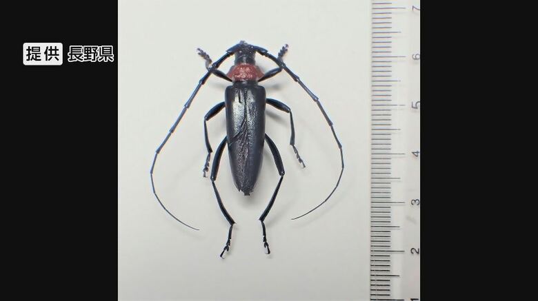 また「クビアカ」被害　長野県内で拡大、10市町村に　小諸市と南牧村でも初確認　中国や朝鮮半島原産の特定外来生物　サクラやモモなどを枯らせる恐れ｜FNNプライムオンライン
