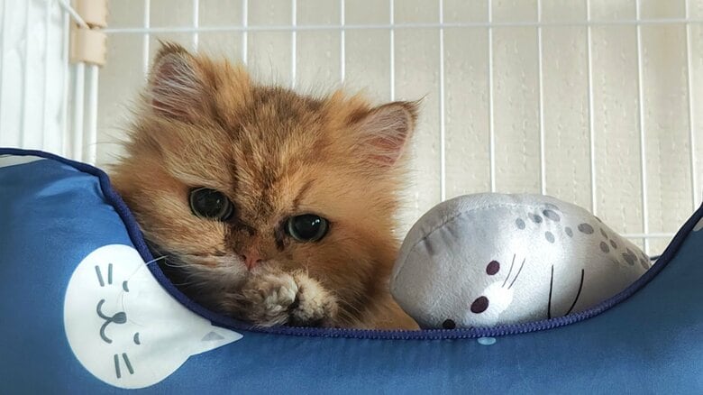 数十万の治療費に米より高い療養食「でも迎えて幸せ」心を閉ざした“シャーシャー猫”が抱っこのぬくもりを知るまで｜FNNプライムオンライン