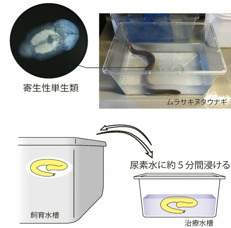 【沖縄美ら海水族館】「サメの人工羊水」を応用した新たな魚類寄生虫の駆除法を開発