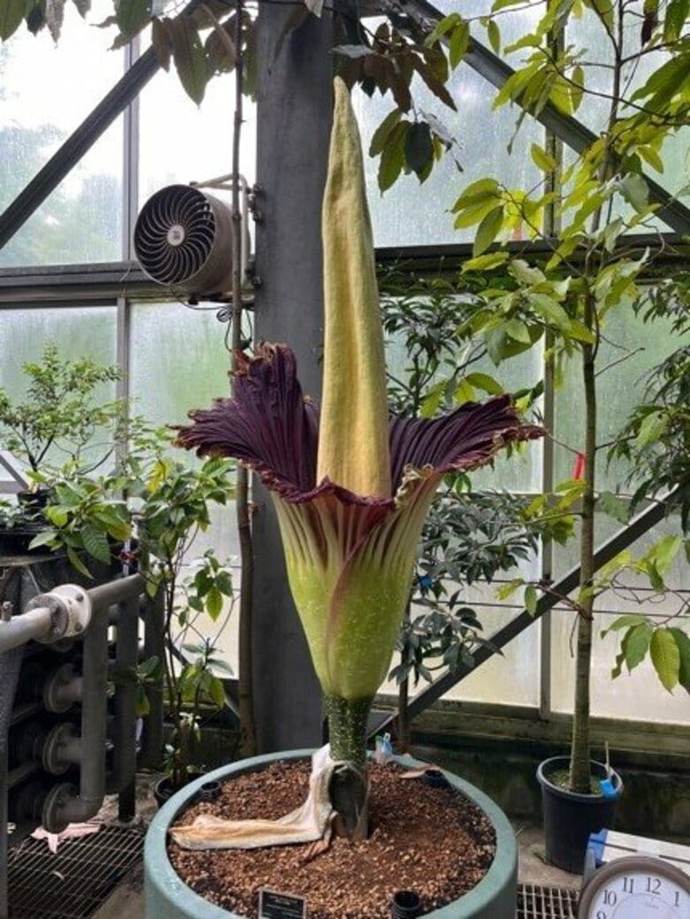 【国立科学博物館 筑波実験植物園】世界で最も大きな「花」のひとつショクダイオオコンニャクが開花します！
